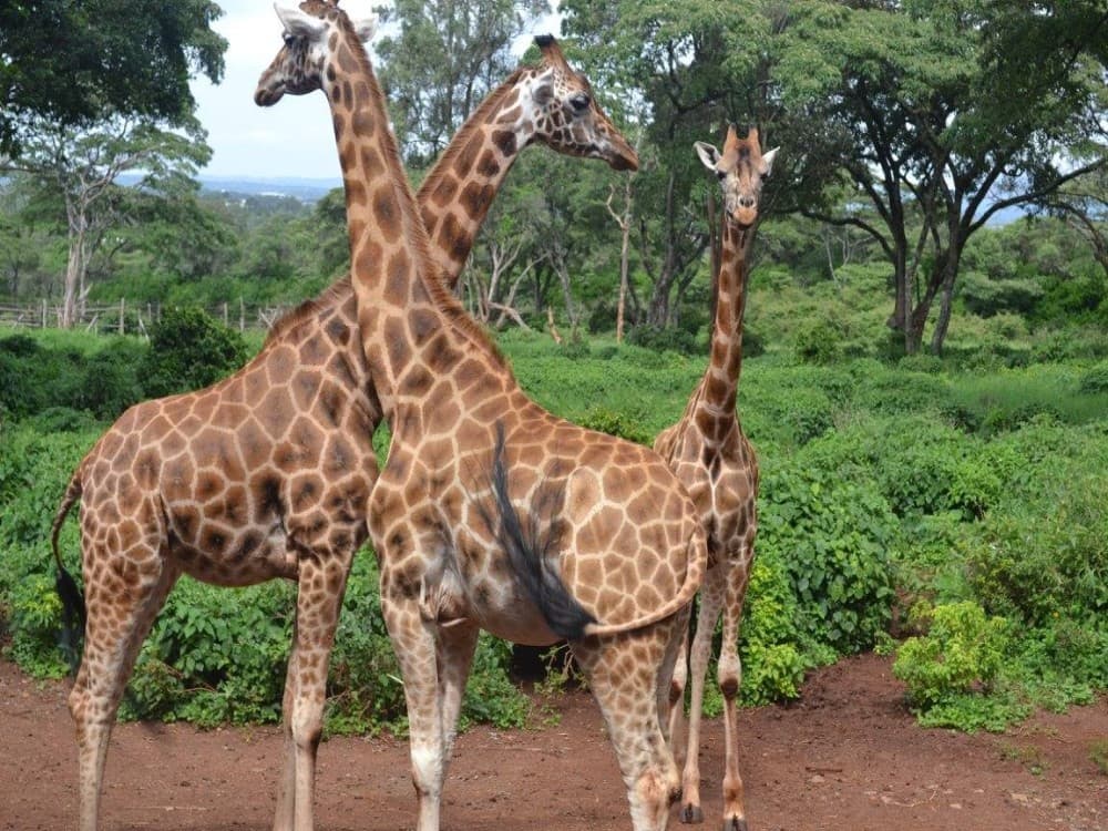 Giraffe Centre