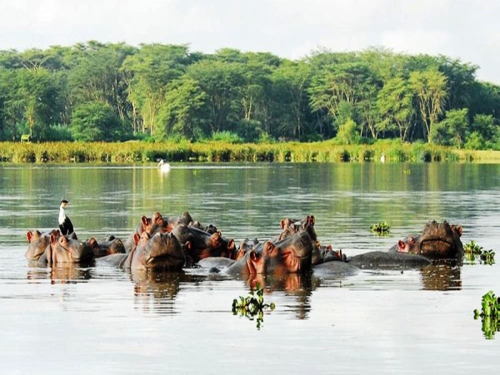 Lake Naivasha