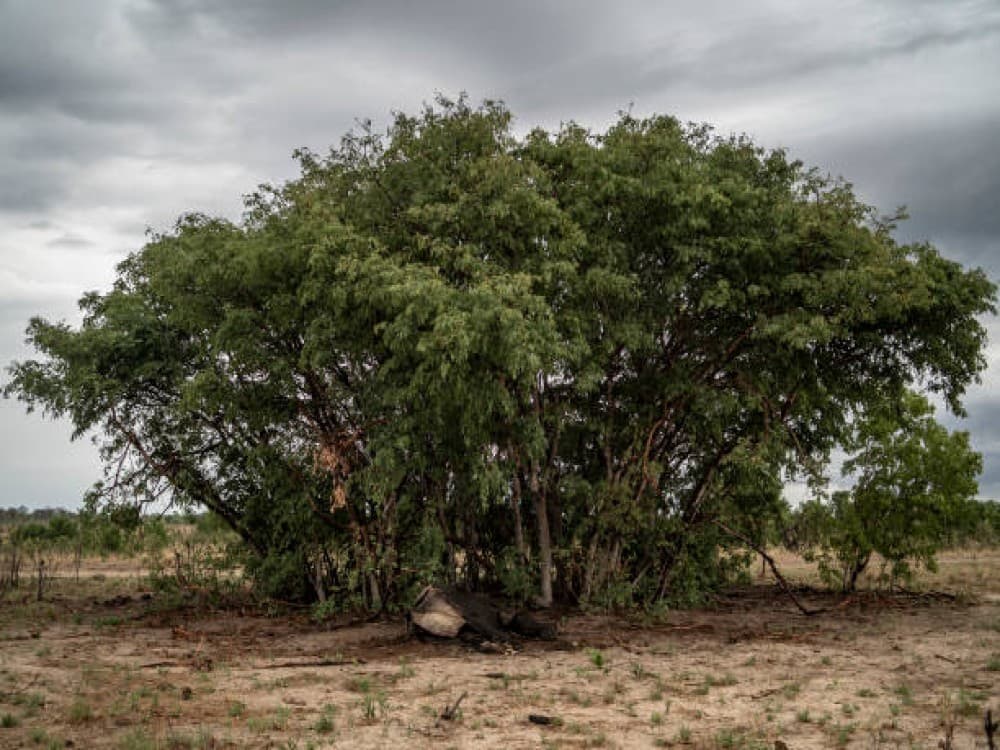 Hwange National Park