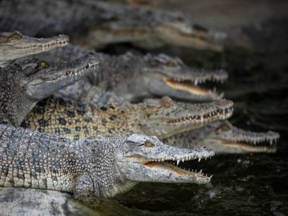 Victoria Falls Crocodile Farm