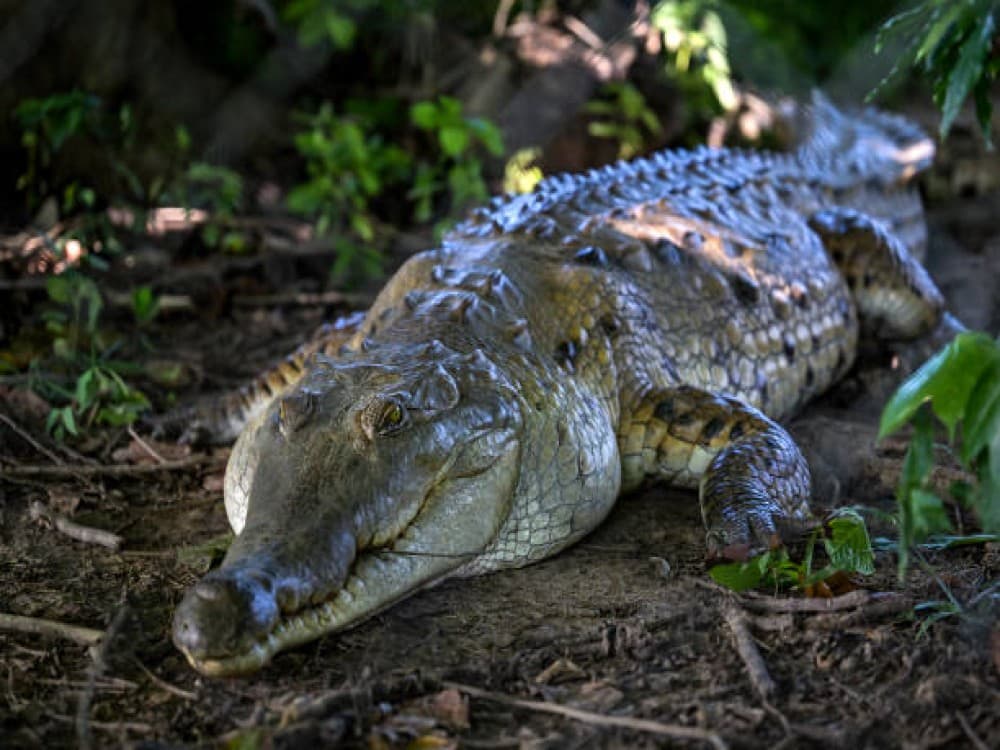 Victoria Falls Crocodile Farm