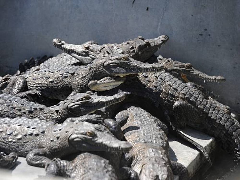 Victoria Falls Crocodile Farm