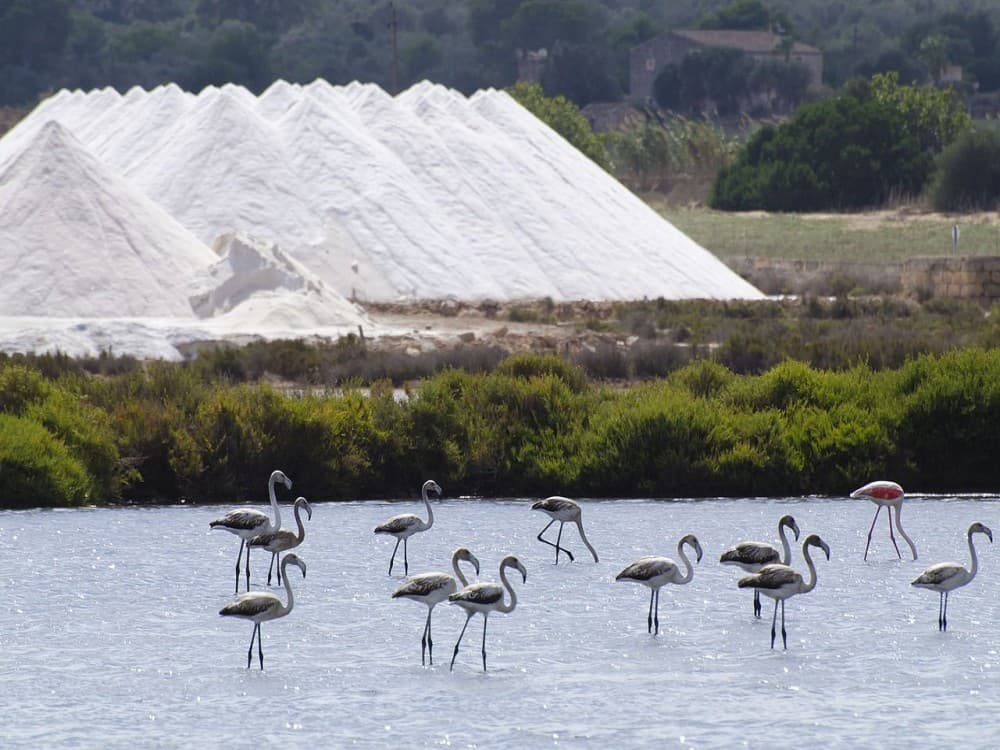 Ses Selines Natural Park (Parque Natural de Ses Salines)