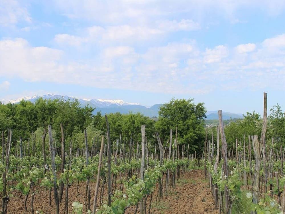 Baia's Wine