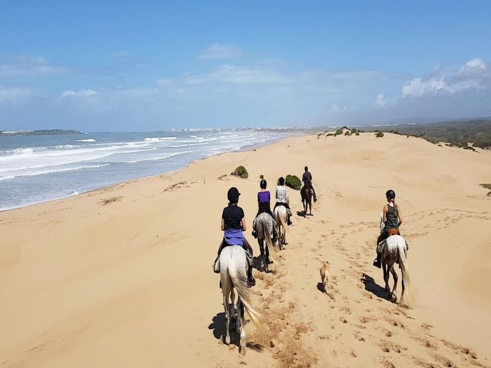 Cheval Essaouira