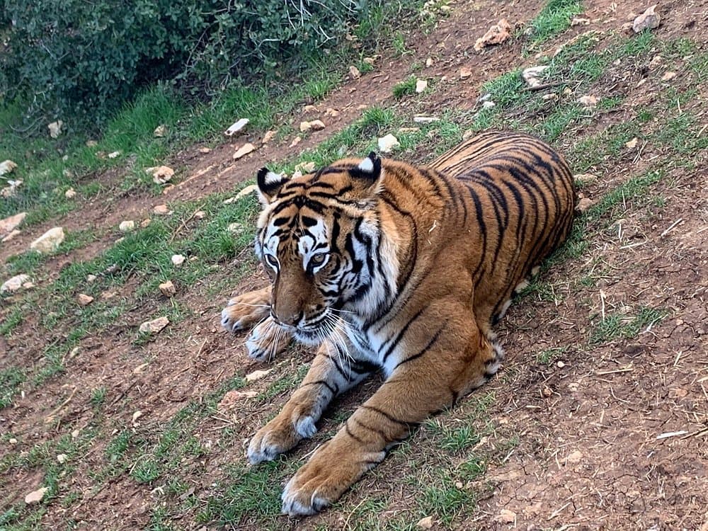 Al Ma'wa for Nature and Wildlife