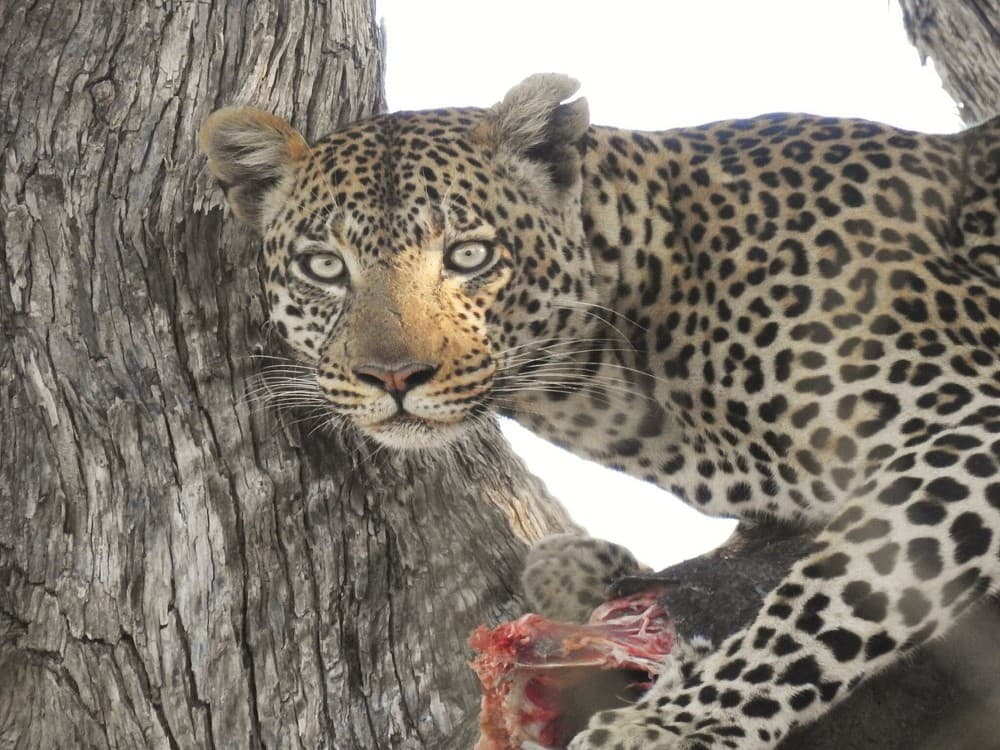African Bush Lovers Travel & Tours Safaris