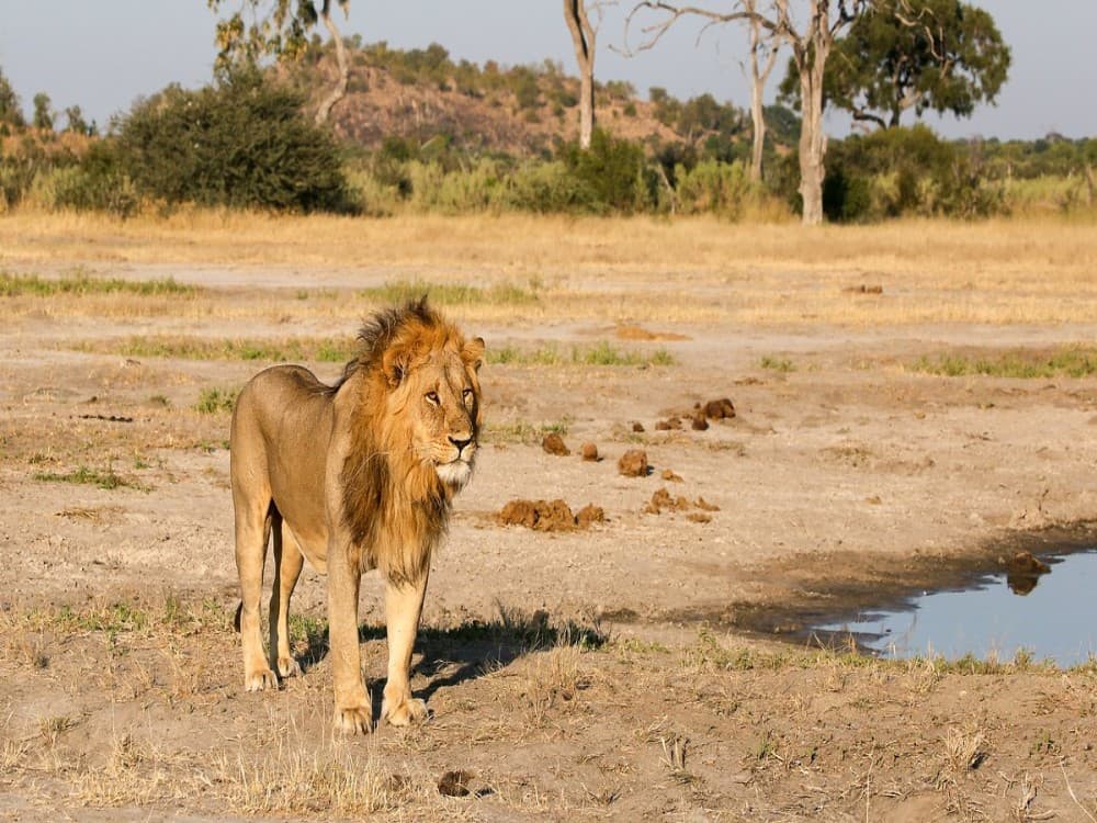 Kalahari Tours