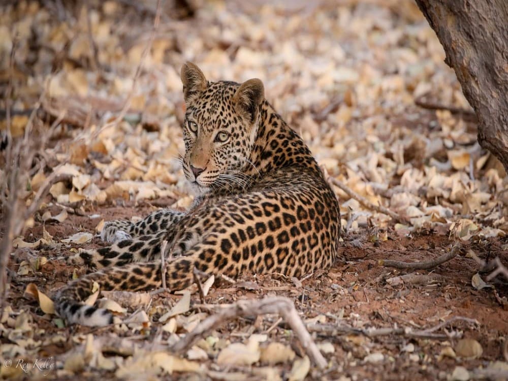 Kalahari Tours