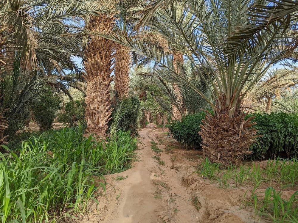Hassilabied Gardens