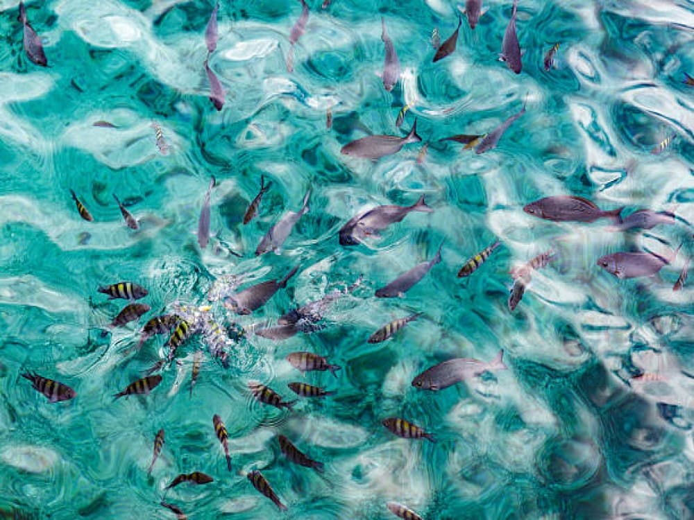 La Piscinita