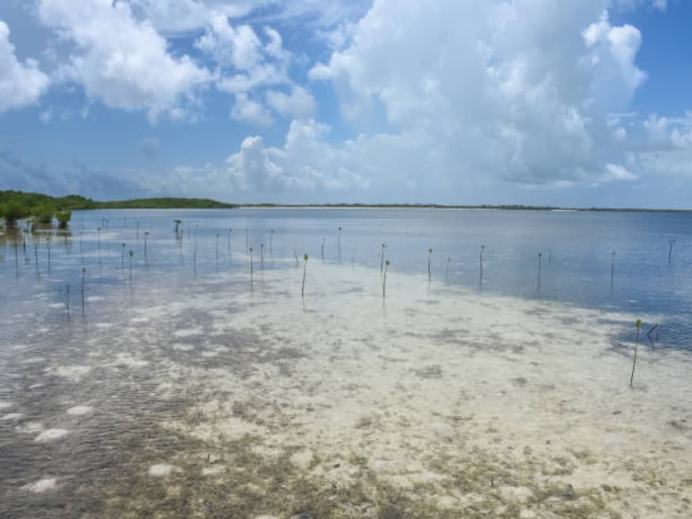 Cayo Acuario