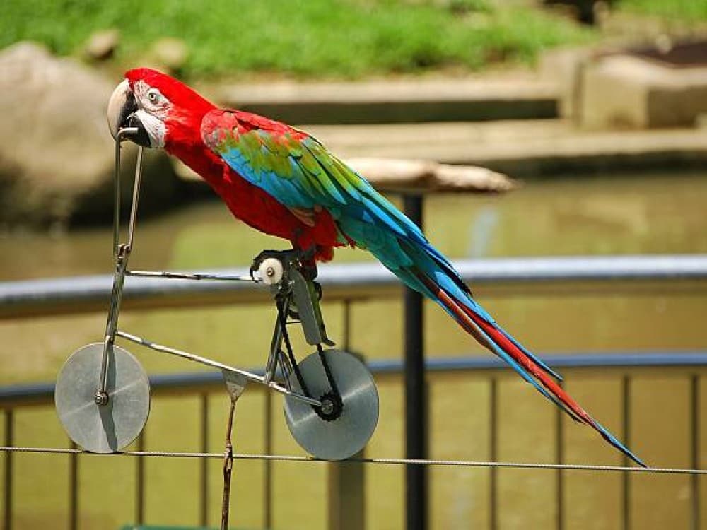 Kuala Lumpur Bird Park