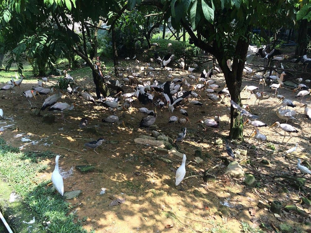 Kuala Lumpur Bird Park