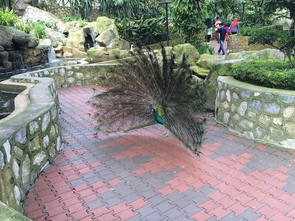 Kuala Lumpur Bird Park
