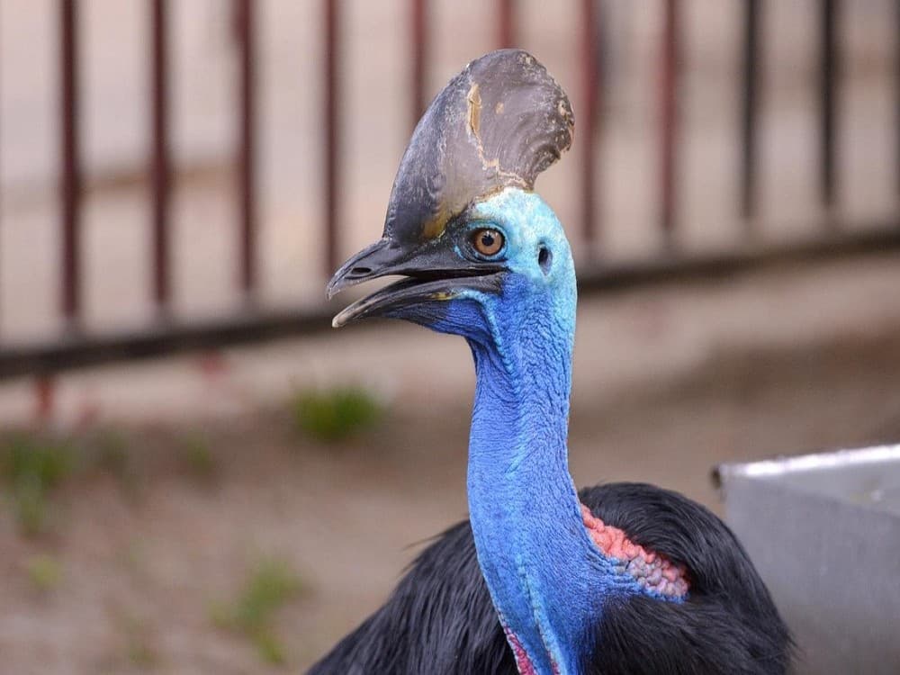 Langkawi Wildlife Park