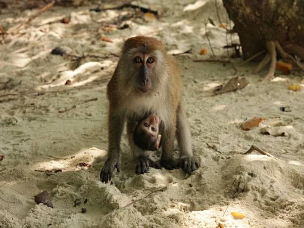 Langkawi Wildlife Park