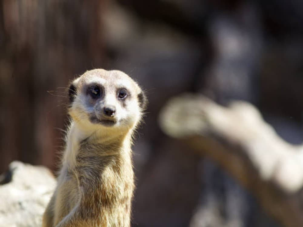 Auckland Zoo