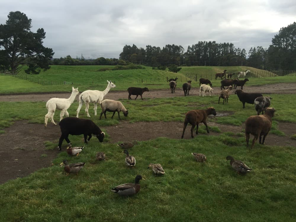 Agrodome