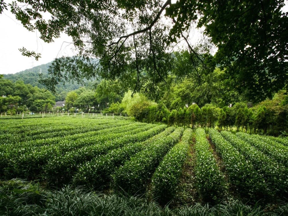 Choui Fong Tea Plantation