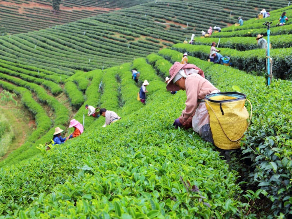 Choui Fong Tea Plantation