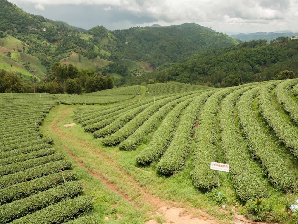 Doi Mae Salong
