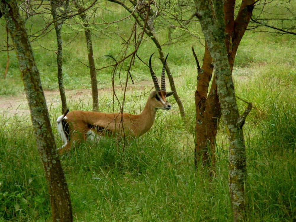 Wildlife, Waterfalls, and Walking Trails: Outdoor Adventures in Arusha