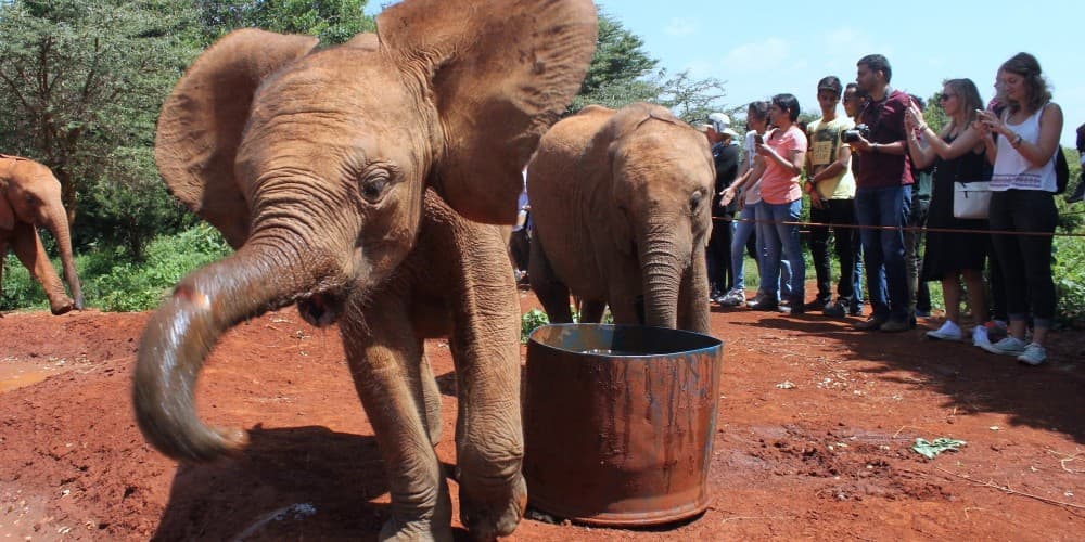 Wildlife Wonders in Nairobi: A Guide to Safaris and Animal Encounters
