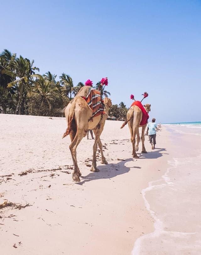 Kenya: A land of stunning safaris, diverse landscapes, and rich cultural experiences. 