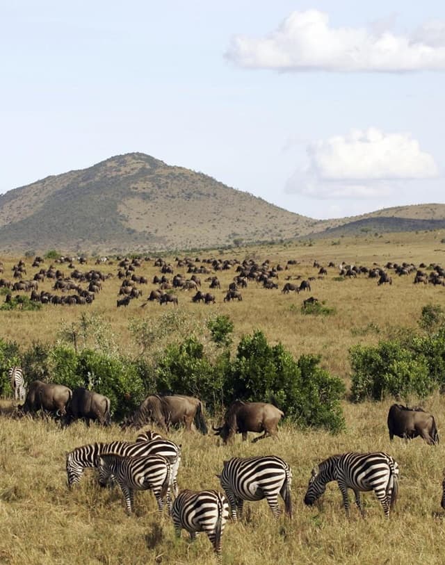 Kenya: A land of stunning safaris, diverse landscapes, and rich cultural experiences. 