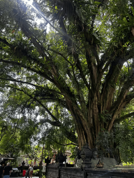Tirta Empul: Temple Tour with Optional Spiritual Cleansing | ®ExcursionMania