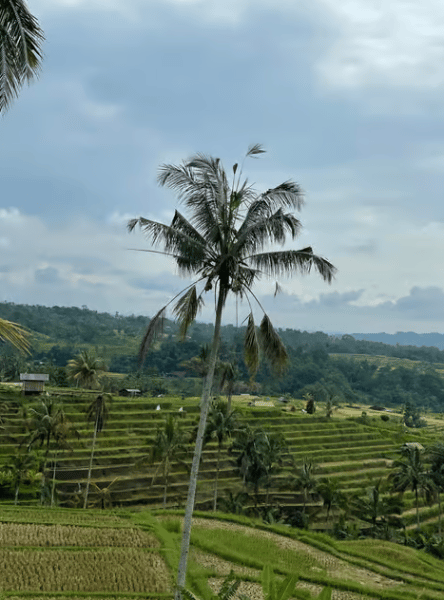 Ubud: Half-Day Semi-Customized Private-Tour with Live Guide | ®ExcursionMania
