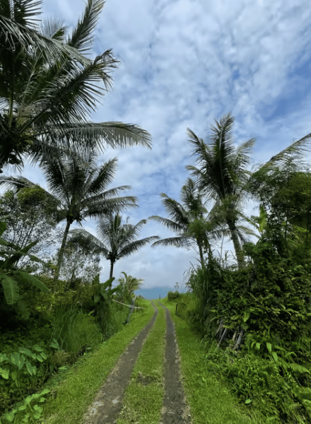 Ubud: Half-Day Semi-Customized Private-Tour with Live Guide | ®ExcursionMania