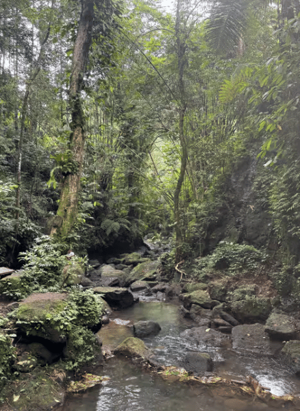Ubud: Half-Day Semi-Customized Private-Tour with Live Guide | ®ExcursionMania
