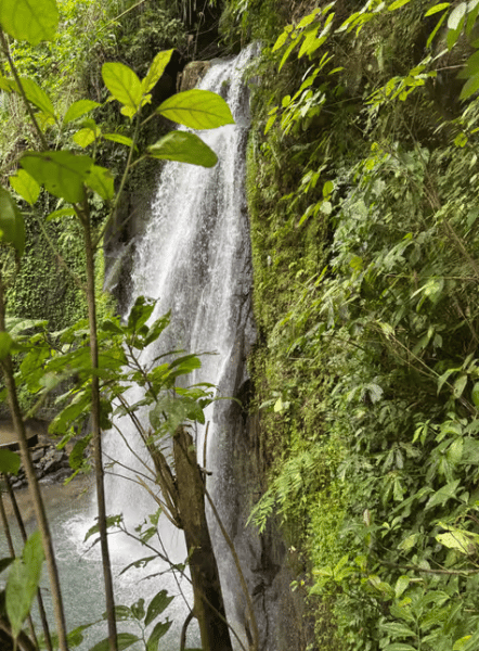 Ubud: Half-Day Semi-Customized Private-Tour with Live Guide | ®ExcursionMania
