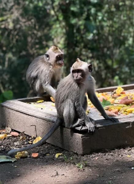 Bali: Bali: Swing with Falls Rice Terrace & Monkey Forest Option | ®ExcursionMania