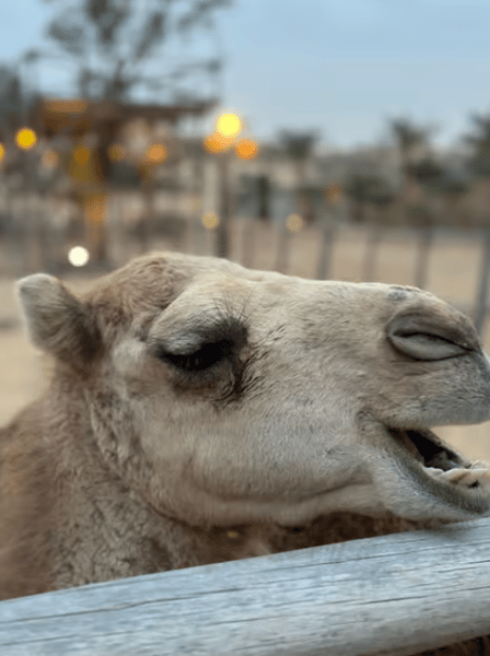 Dubai: Dubai City Tour and Evening Desert Safari Combo | ®ExcursionMania