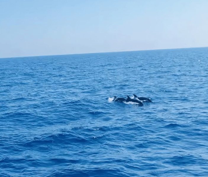 Side: Dolphin Island Boat Trip with Lunch & Unlimited Soft Drinks | ®ExcursionMania