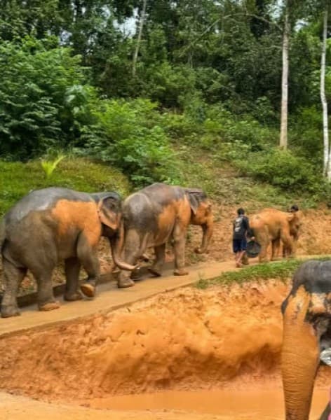 Phuket: Phuket Elephant Care Sanctuary ECO Tour | ®ExcursionMania
