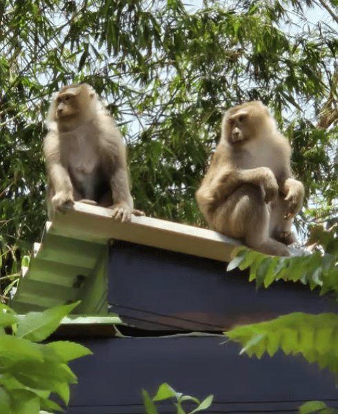Phuket: Phuket City Tour with Viewpoints, Temples & Elephant Feeding | ®ExcursionMania