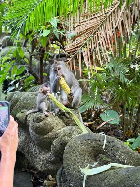 Gorilla Cave ATV Bali Ubud, Monkey Forest, Temple, and Lunch | ®ExcursionMania
