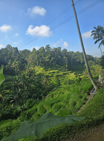 Bali: Highlights of Ubud & Mount Batur Volcano - Private Day Trip | ®ExcursionMania