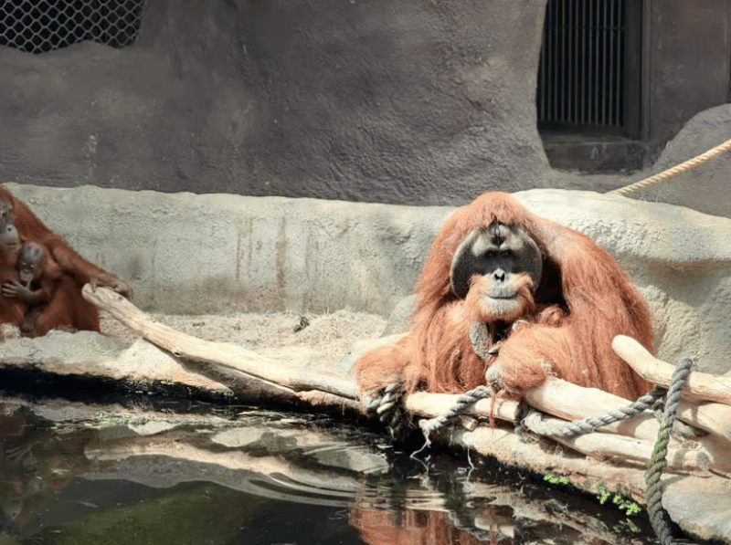 Vltava River Boat Trip and Zoo Entrance Ticket in Prague | ®ExcursionMania