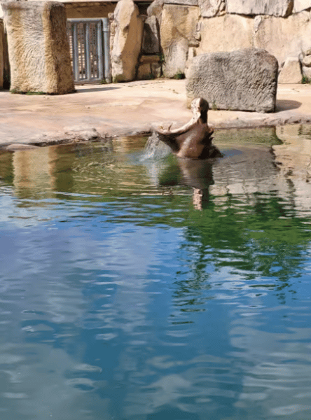 Vltava River Boat Trip and Zoo Entrance Ticket in Prague | ®ExcursionMania