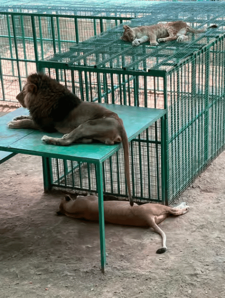 Alanya: Lion Safari & Splash Feast in Green Canyon w/Lunch | ®ExcursionMania