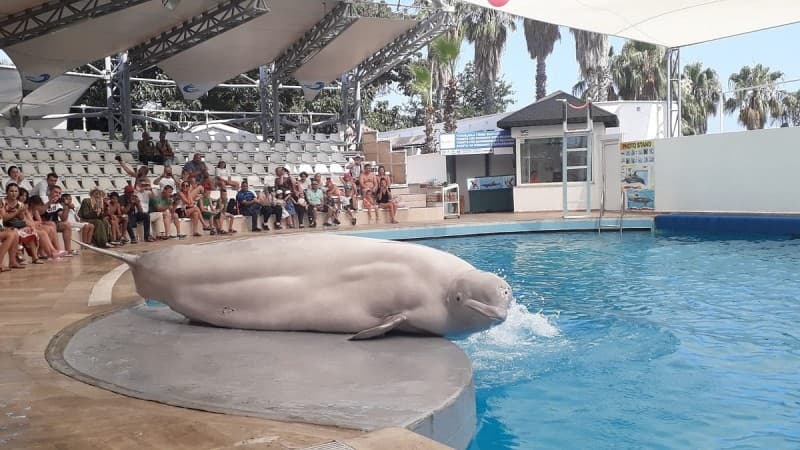 Side Aqualand Dolphinland Aquapark | ®ExcursionMania