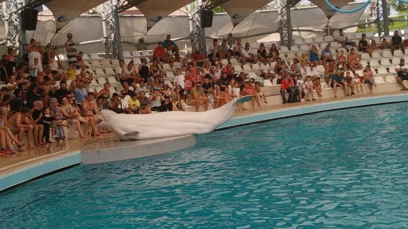 Side Aqualand Dolphinland Aquapark | ®ExcursionMania
