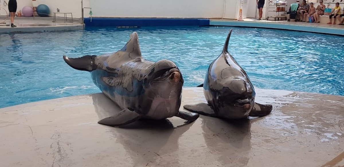 Side Aqualand Dolphinland Aquapark | ®ExcursionMania
