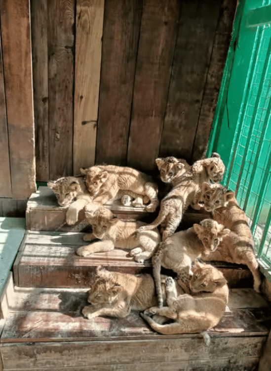 Side: Lion Safari & Splash Feast in Green Canyon w/Lunch | ®ExcursionMania