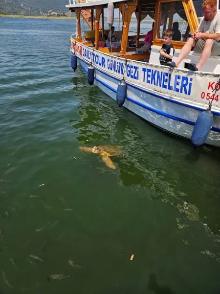 From Fethiye: Dalyan Mud Baths and Turtle Beach Day Tour | ®ExcursionMania